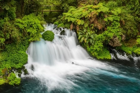 Conguillío National Park - trees, national park, chile, stream, greenery, waterfall, lovely, forest, beautiful, bridge