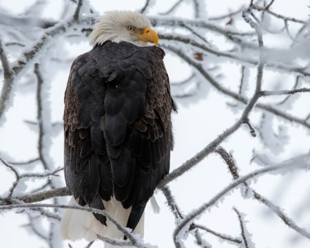 Eagle in Tree - sky, eagle, trees, bird