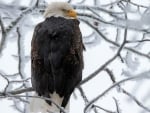 Eagle in Tree