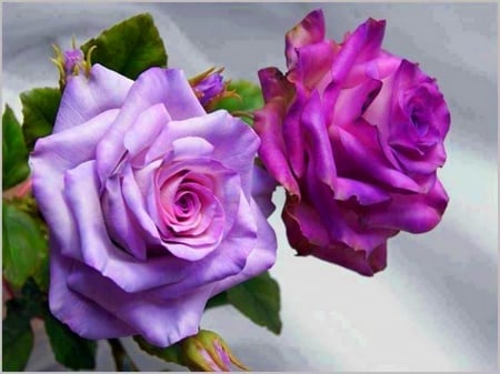 A little beauty for Joy - purple, pair, roses, beauty