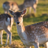 little deers