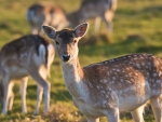 little deers