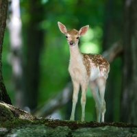 cute deer