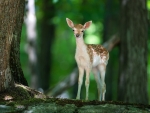 cute deer