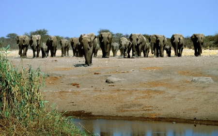 elephant herd - herd, elephant, water, grass