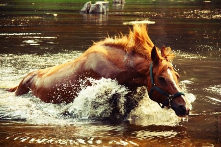 horse - splash, animal, water, horse