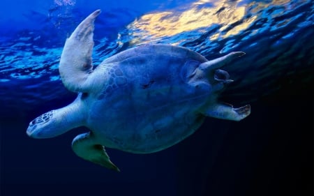 marine turtle - turtle, animal, ocean, marine