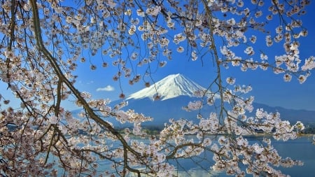 Mount Fuji - mount fuji, mountains fuji, japan, flowers, spring