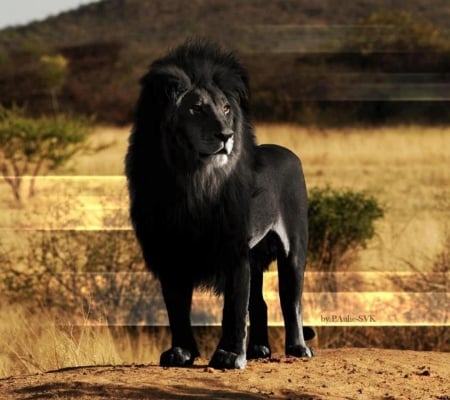 Black Lion - cats, lion, mane, wild