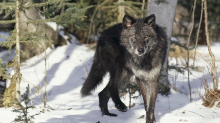 Gray Wolves - animal, wolves, gray, snow