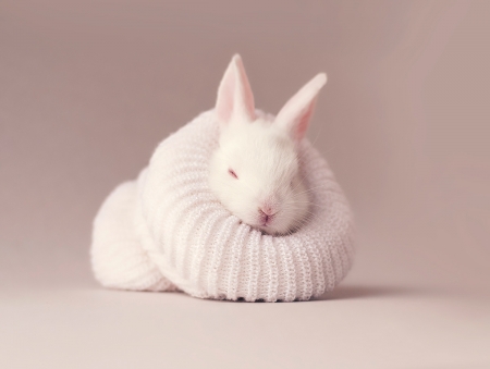 Bunny - hat, easter, bunny, white, rabbit, rodent, pink, animal, cute