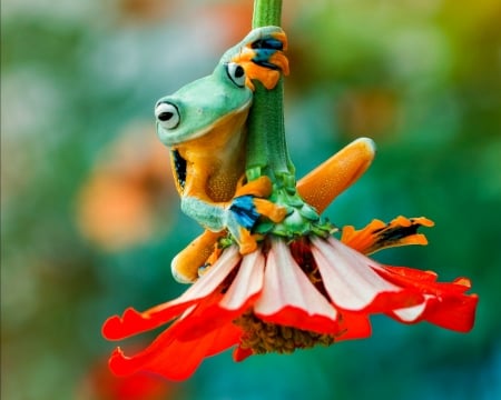 Frog - red, flower, animal, cute, broasca, orange, forg, green