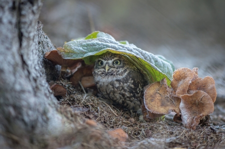 Owl - mushroom, rain, leaf, pasare, bird, umbrella, green, owl, cute