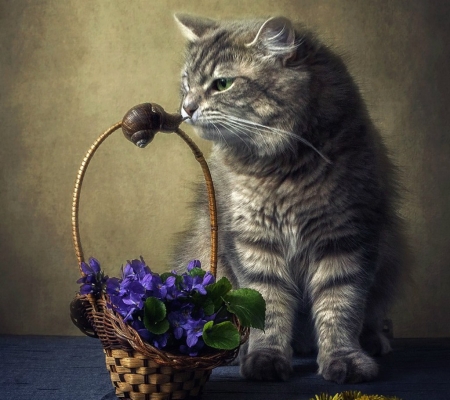 Sniffing - violets, spring, flower, cat, basket, pisica, animal, toporasi, cute, daykiney