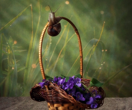 Towards the sun - purple, snail, green, violets, basket, toporasi, flower, spring