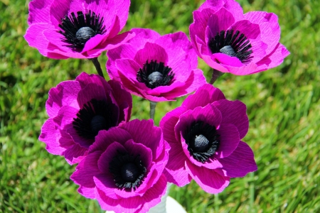 Anemone - blossoms, petals, flowers, plants, garden, spring