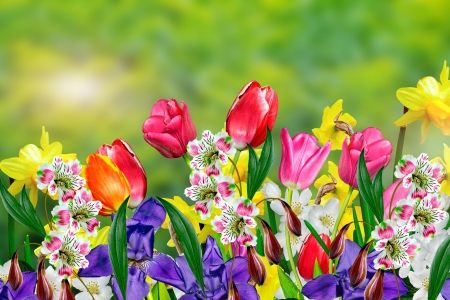 Spring Flowers - lilies, blossoms, tulips, colors, garden