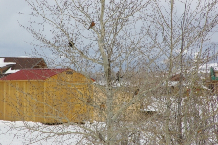 Robins in April - mountains, winter, robins, spring, birds