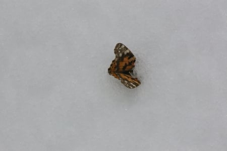 Butterfly in April - butterfly, winter, landscape, spring, snow