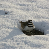 Killdeer nesting in backyard