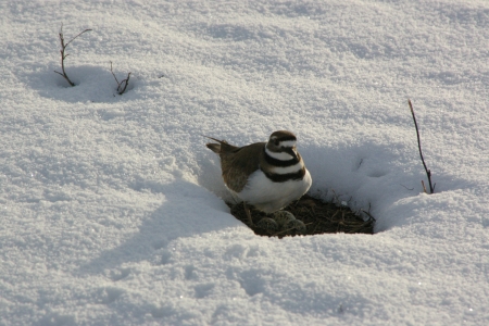 Killdeer nesting in backyard