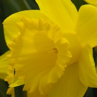 Daffodil bloom