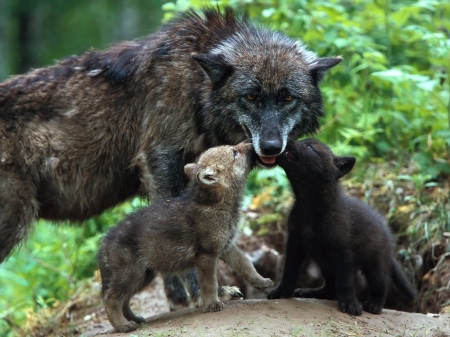 Wolves Family - trees, animal, pubs, cubs, forest, family, wolves