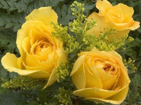 Yellow Beauties - nature, yellow, roses, petals, flowers, bouquet