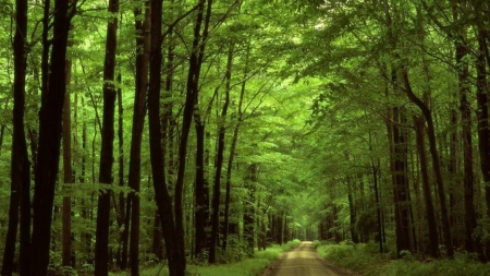 Green - forest, green, freash, amazing