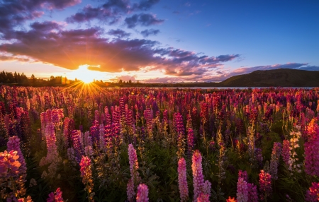 Lake Tekapo sunset - rays, lake, sky, summer, sunset, tekapo, field, glow, fiery, beautiful, flowers, lupin