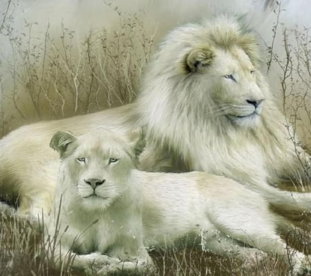 Lion Couple - white, lion, mane, couple, wild, feline, animal