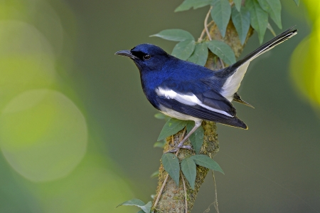 Magpie Warbler - magpie shama, pasare, bird, magpie warbler, branch, blue, green