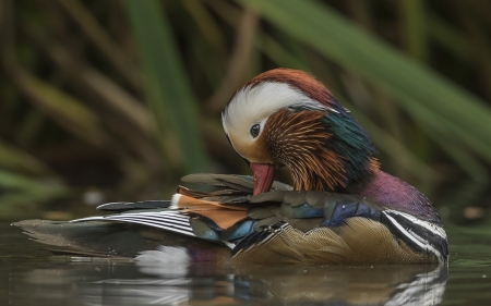 Mandarin Duck - summer, lake, bird, pasare, water, mandarin duck