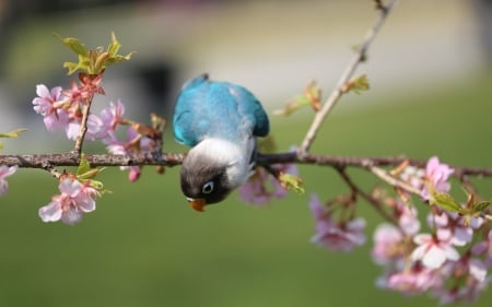 Parrot - flower, pink, bird, parrot, spring, blossom, blue, pasare, branch, green