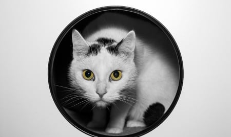 Cat - black, white, animal, pisica, yellow, eyes, cat