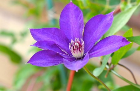 Purple flower - purple, macro, pink, close-up, green, flower