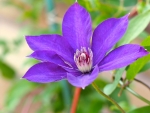 Purple flower