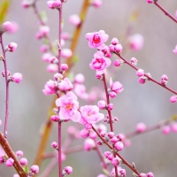 Peach Blossoms