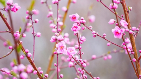 Peach Blossoms - flowers, japan, nature, pink, peach, japanese