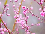 Peach Blossoms