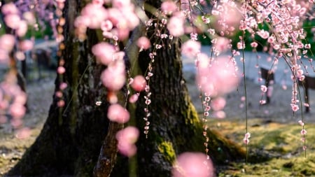 Cherry Blossoms - sakura, blossom, cherry, spring, pink, tree, flowers, japan, nature, japanese