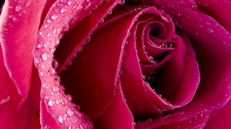 pink rose - macro, rose, flower, petal