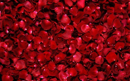 Rose petals - nature, pretty, red, petals, flowers, rose