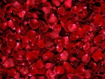 Rose petals