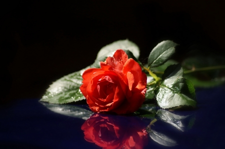 Red Rose - Rose, Flower, Nature, red