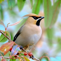 Waxwing Bird on the Branch