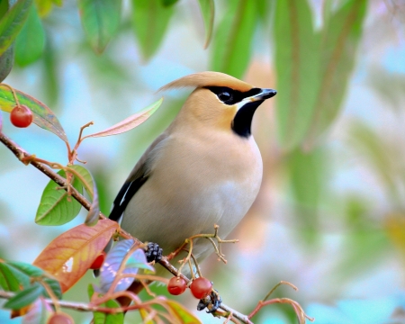 Waxwing Bird on the Branch - trees, branch, animal, berries, waxwing, bird