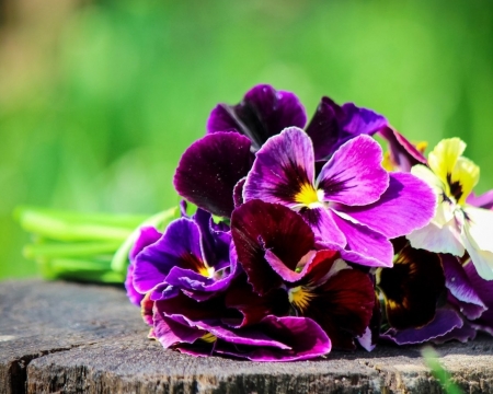 Pansies Bouquet - flowers, bouquet, pansies, nature