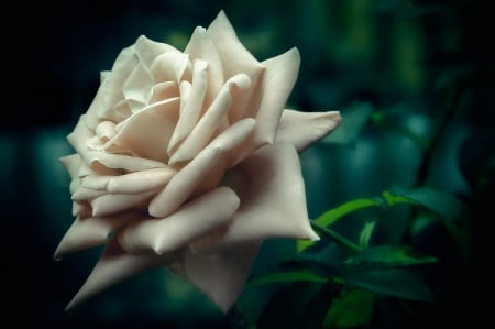 White rose - white, trandafir, green, rose, flower