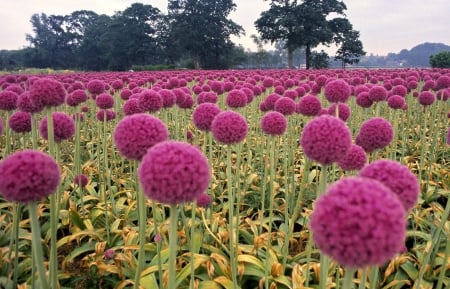 Purple Love - field, flower, purple, nature